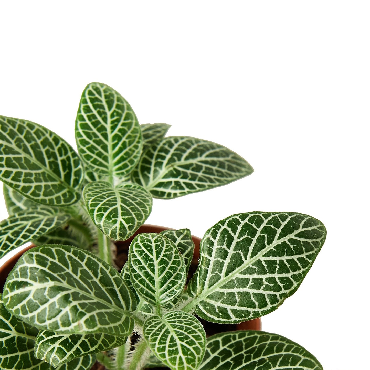Fittonia 'White Nerve' Indoor Plant - Mental Houseplants™