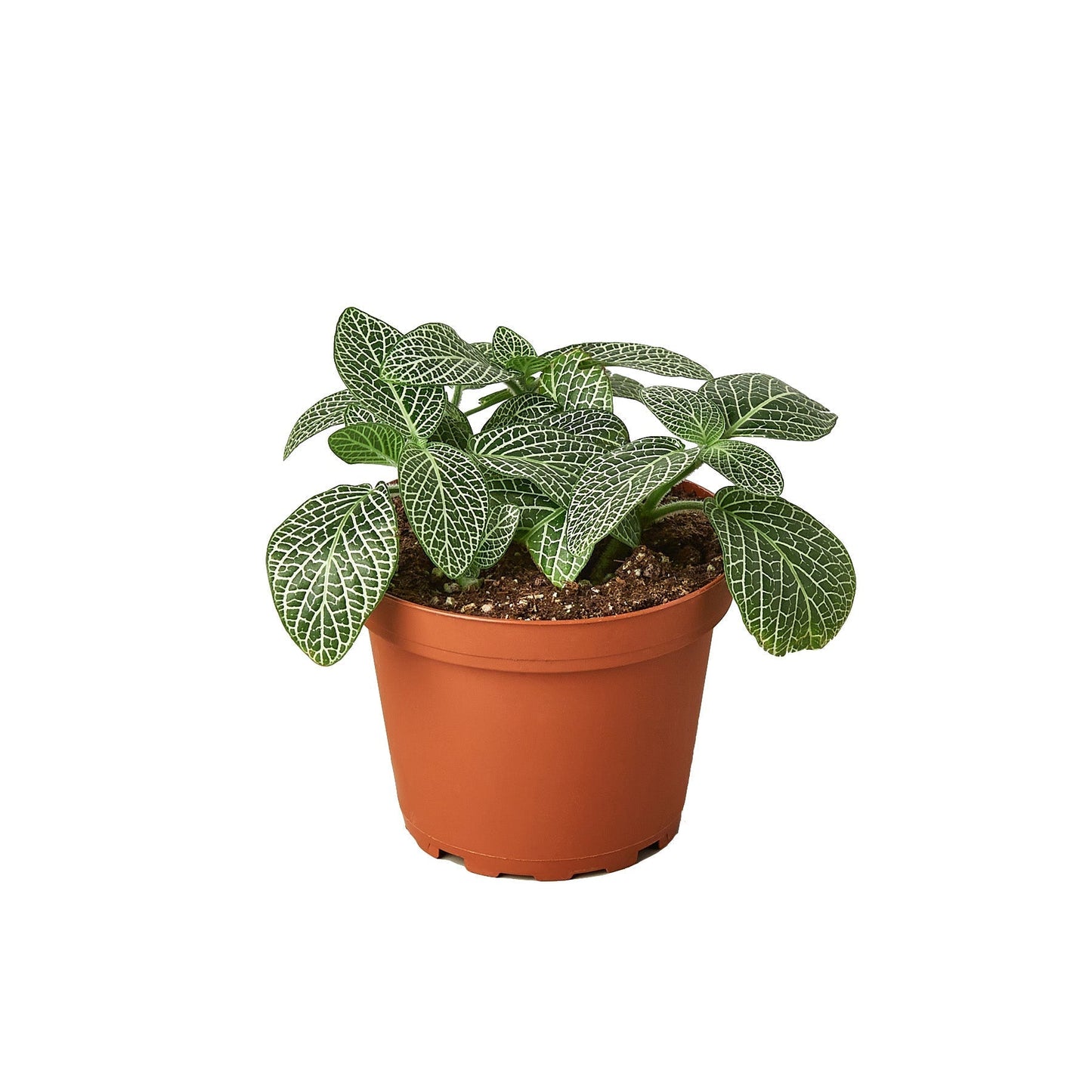 Fittonia 'White Nerve' Indoor Plant - Mental Houseplants™