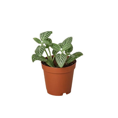 Fittonia 'White Nerve' Indoor Plant - Mental Houseplants™