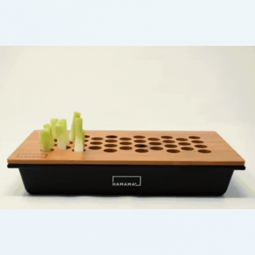 Green Onion Lid Insert Indoor Plant - Mental Houseplants™