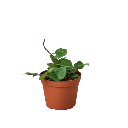 Hoya 'Chelsea' Indoor Plant - Mental Houseplants™