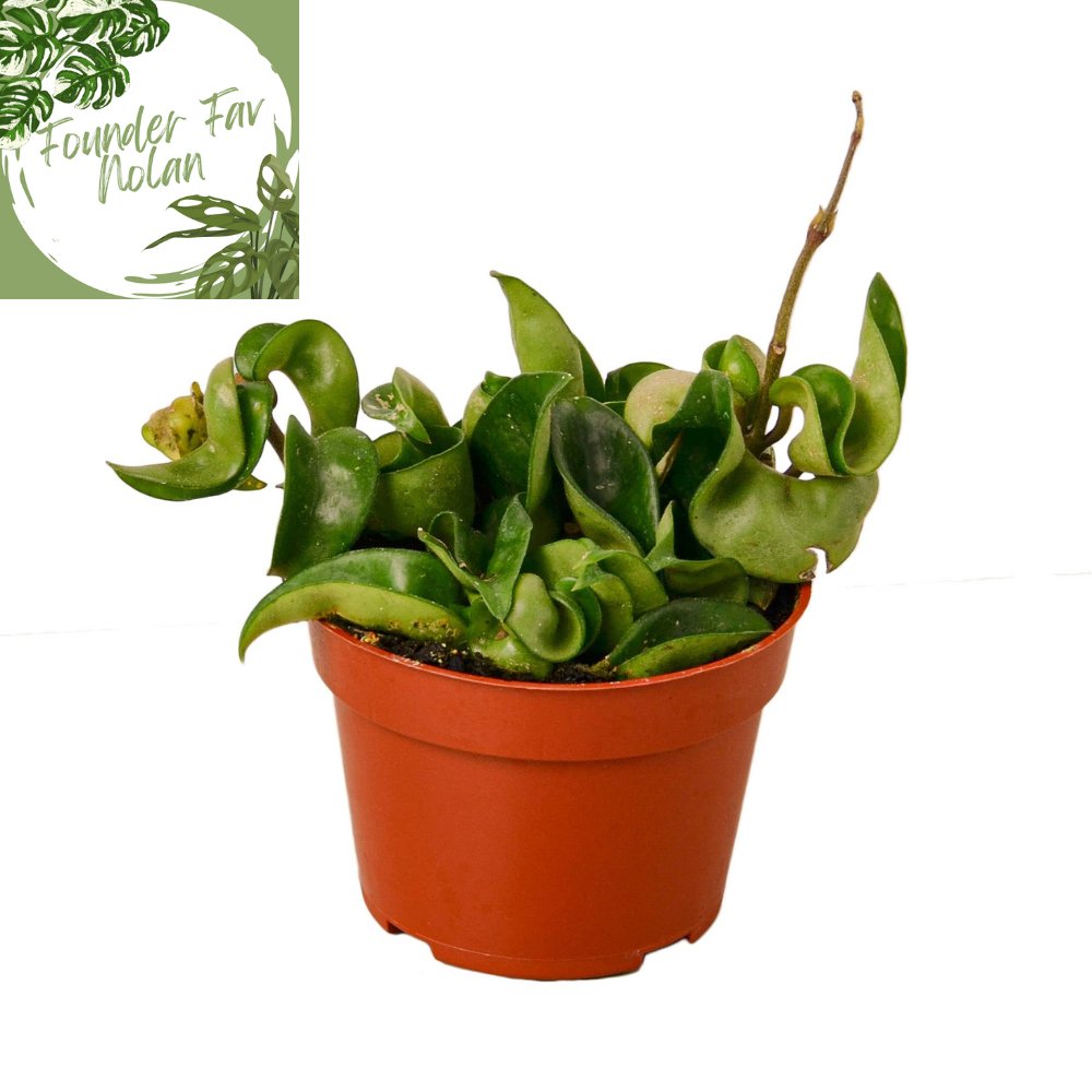 Hoya 'Hindu Rope' Indoor Plant - Mental Houseplants™