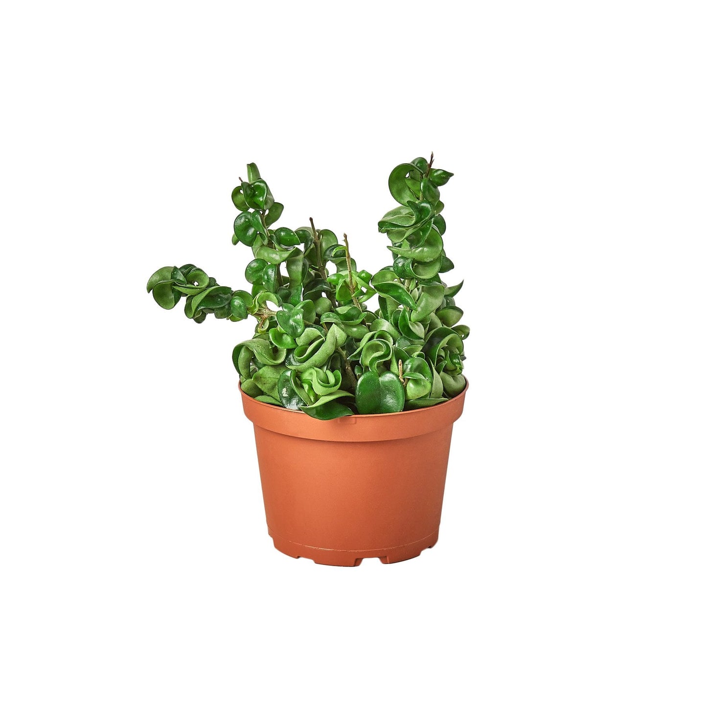 Hoya 'Hindu Rope' Indoor Plant - Mental Houseplants™