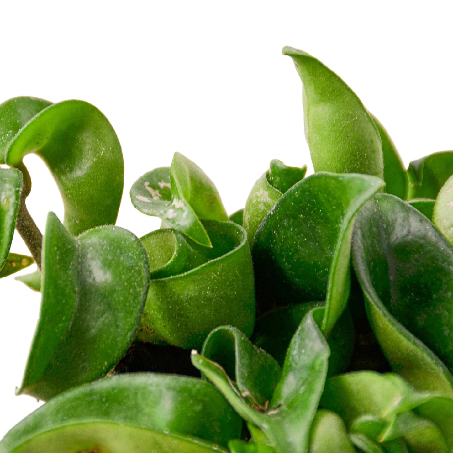 Hoya 'Hindu Rope' Indoor Plant - Mental Houseplants™
