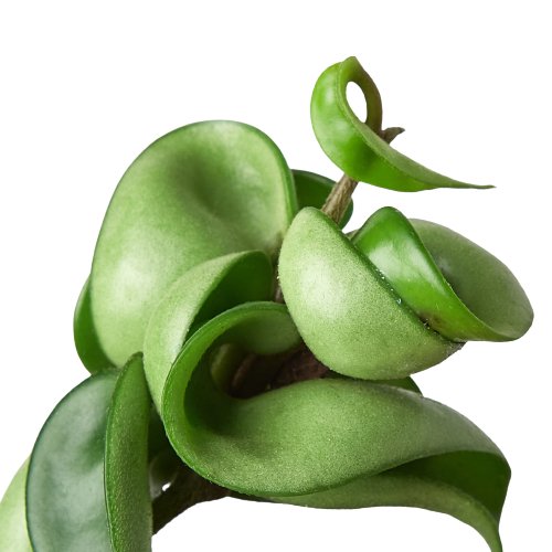 Hoya 'Hindu Rope' Indoor Plant - Mental Houseplants™