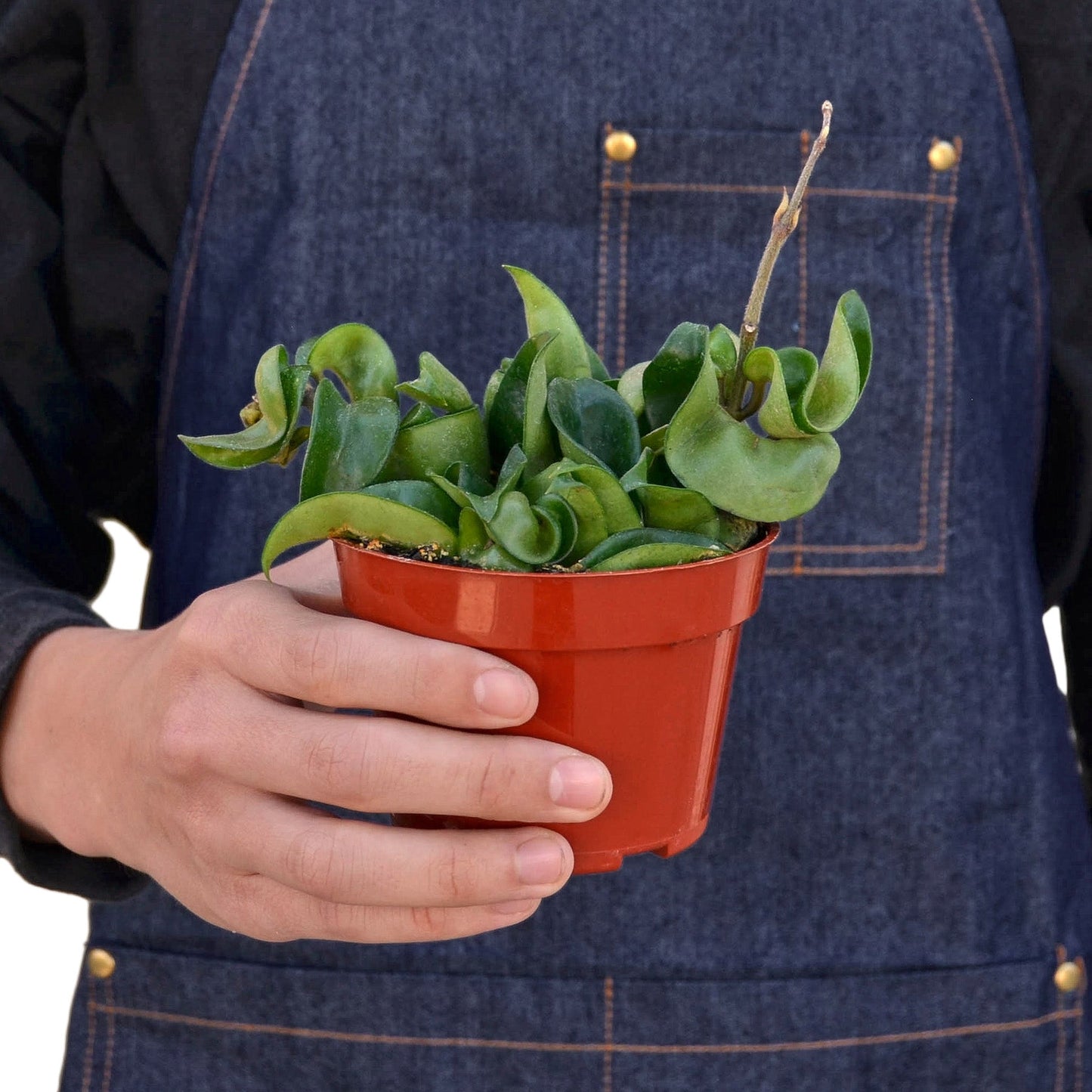 Hoya 'Hindu Rope' Indoor Plant - Mental Houseplants™