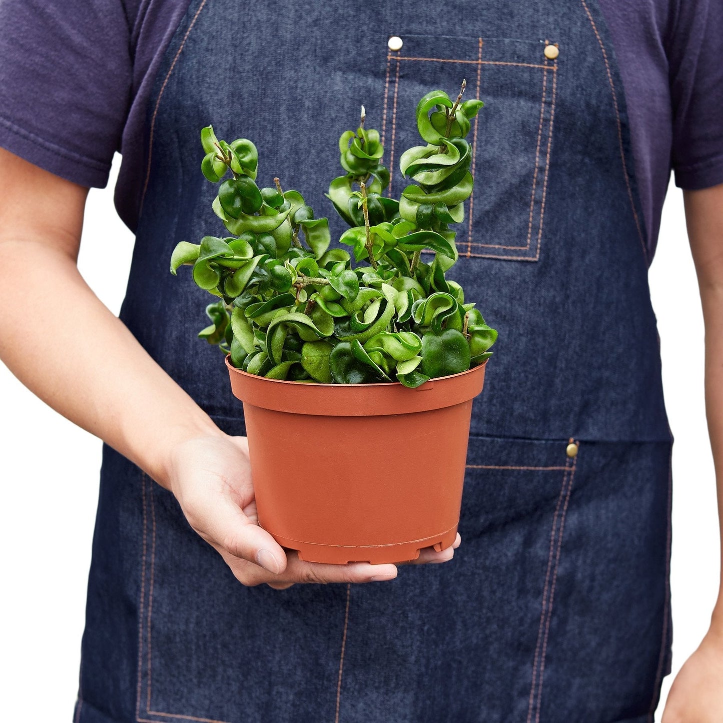 Hoya 'Hindu Rope' Indoor Plant - Mental Houseplants™
