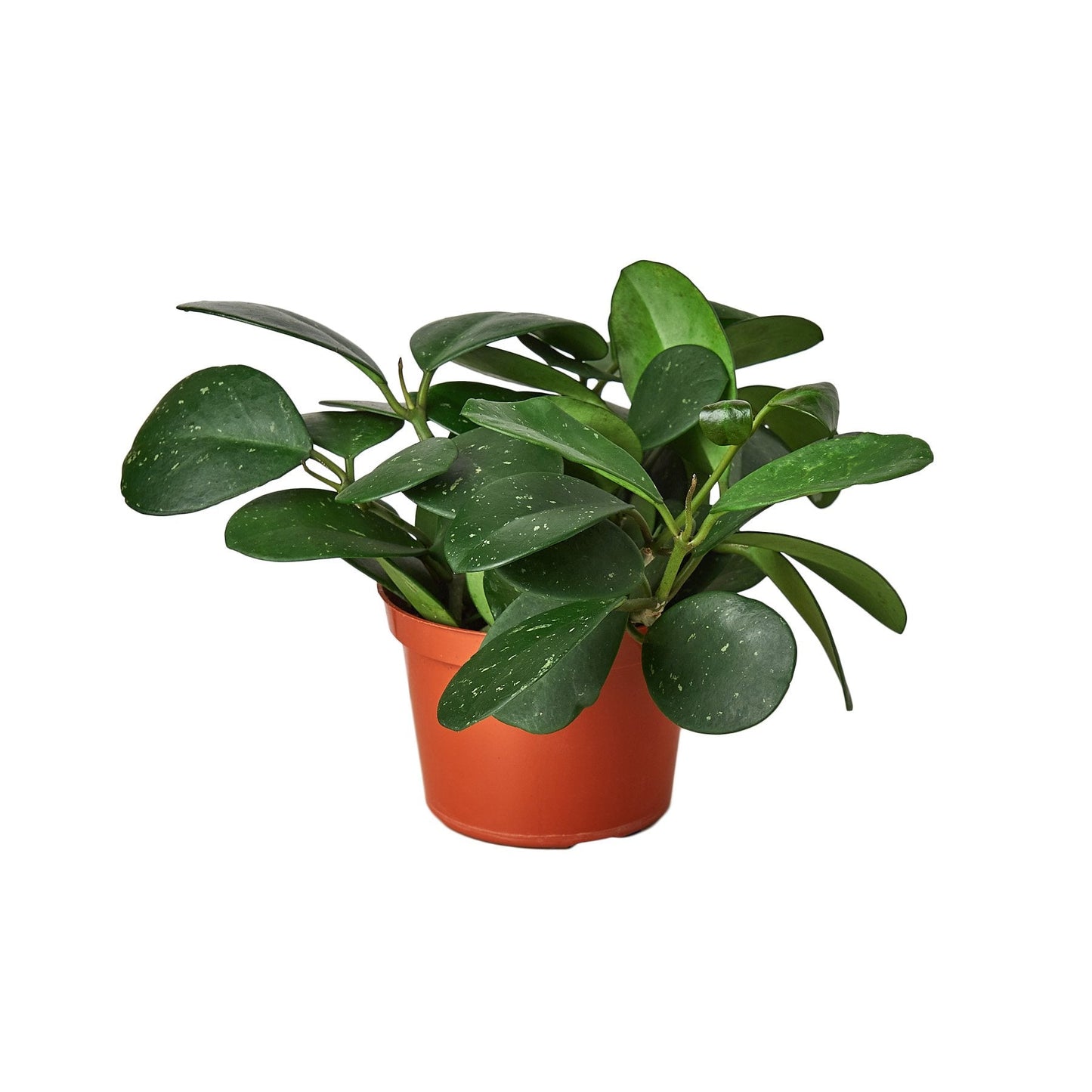 Hoya 'Honey' Indoor Plant - Mental Houseplants™