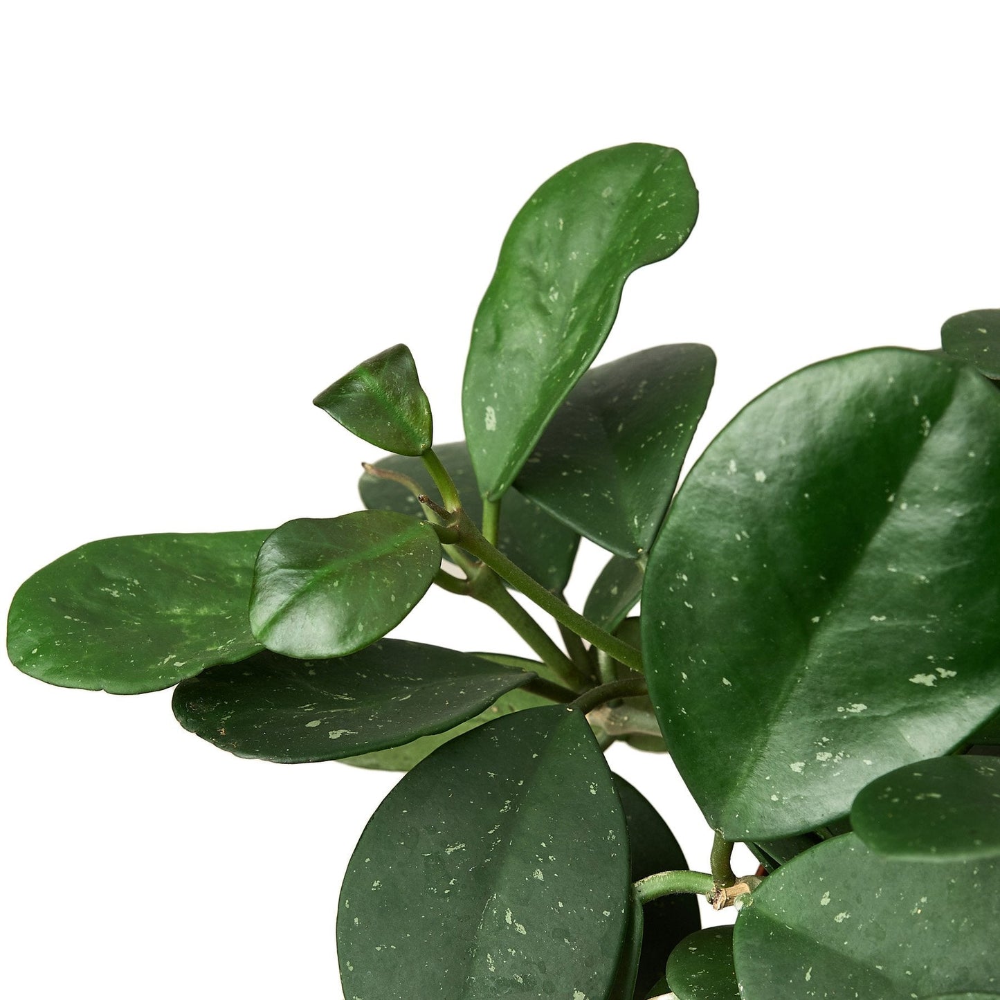 Hoya 'Honey' Indoor Plant - Mental Houseplants™