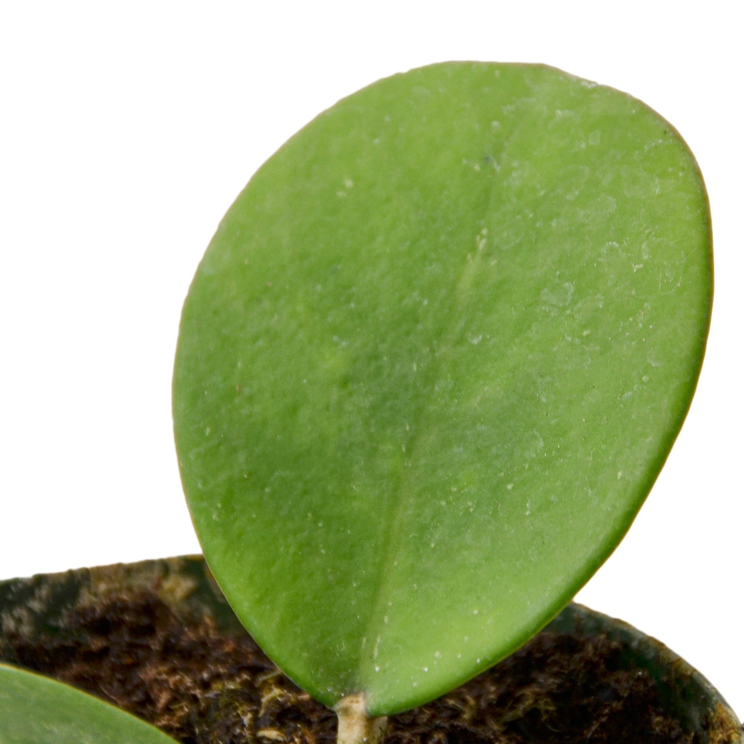 Hoya 'Honey' Indoor Plant - Mental Houseplants™