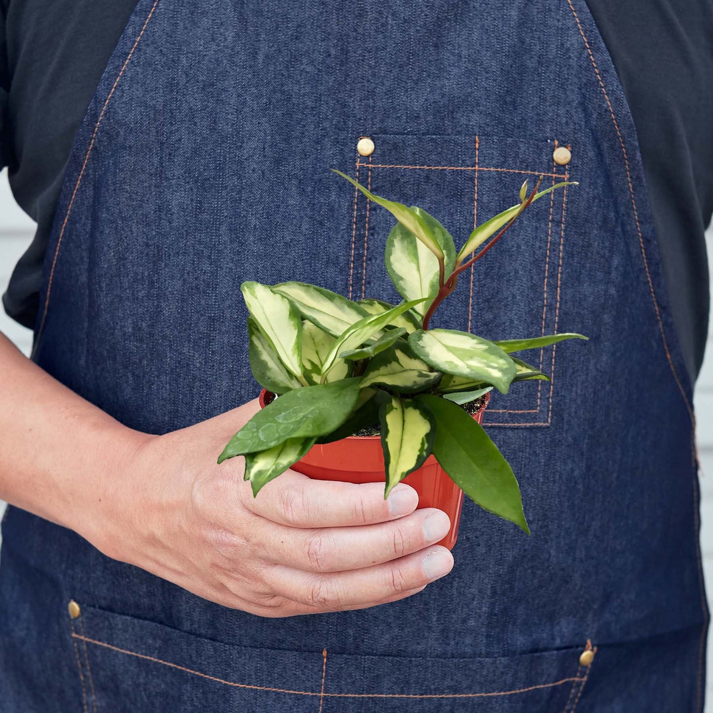 Hoya 'Krimson Princess' Indoor Plant - Mental Houseplants™