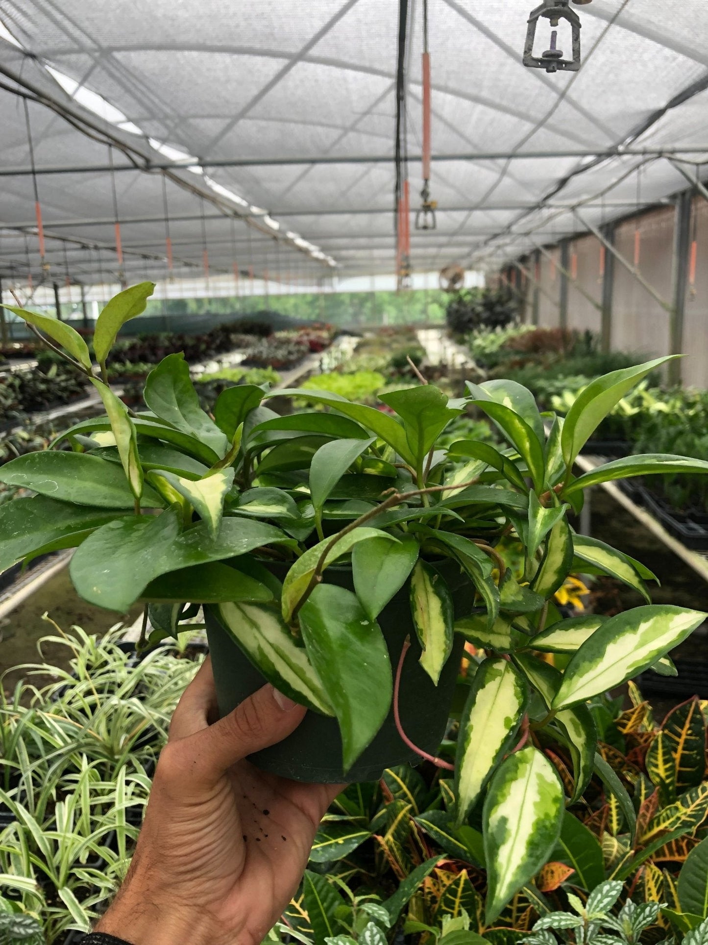 Hoya 'Krimson Princess' Indoor Plant - Mental Houseplants™
