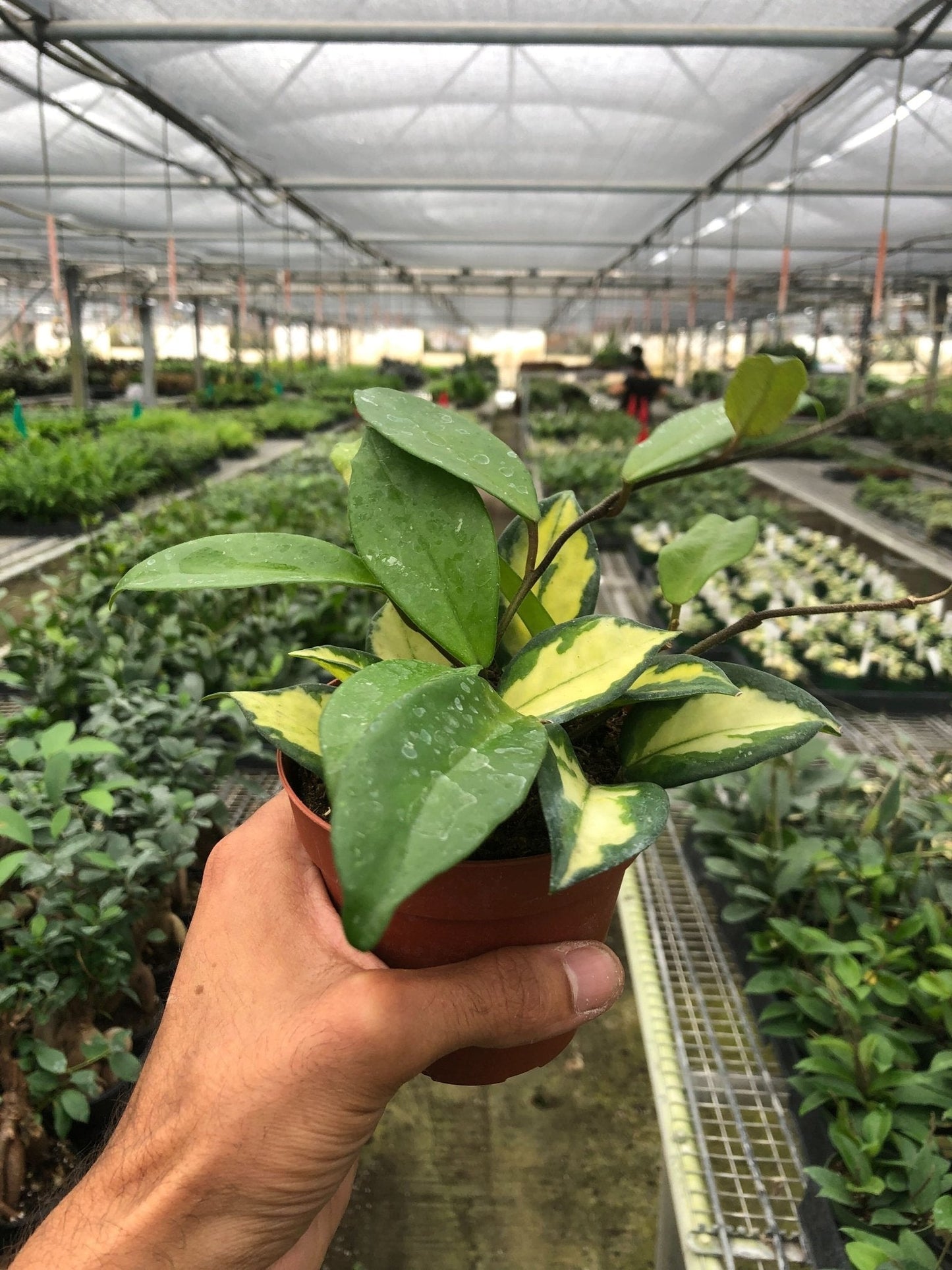 Hoya 'Krimson Princess' Indoor Plant - Mental Houseplants™
