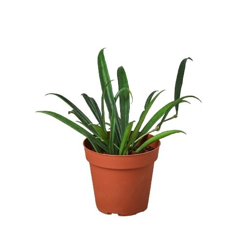 Hoya 'String Bean' Indoor Plant - Mental Houseplants™
