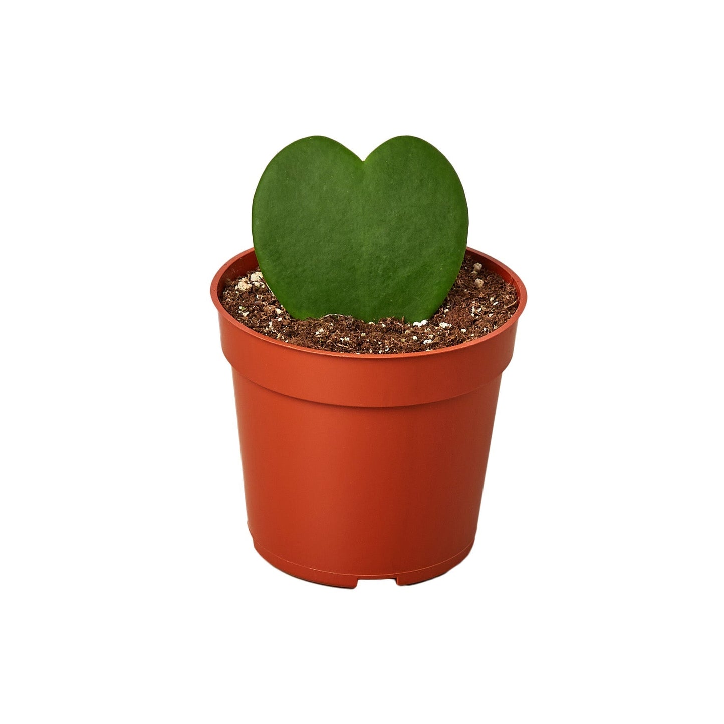 Hoya 'Sweetheart' Indoor Plant - Mental Houseplants™
