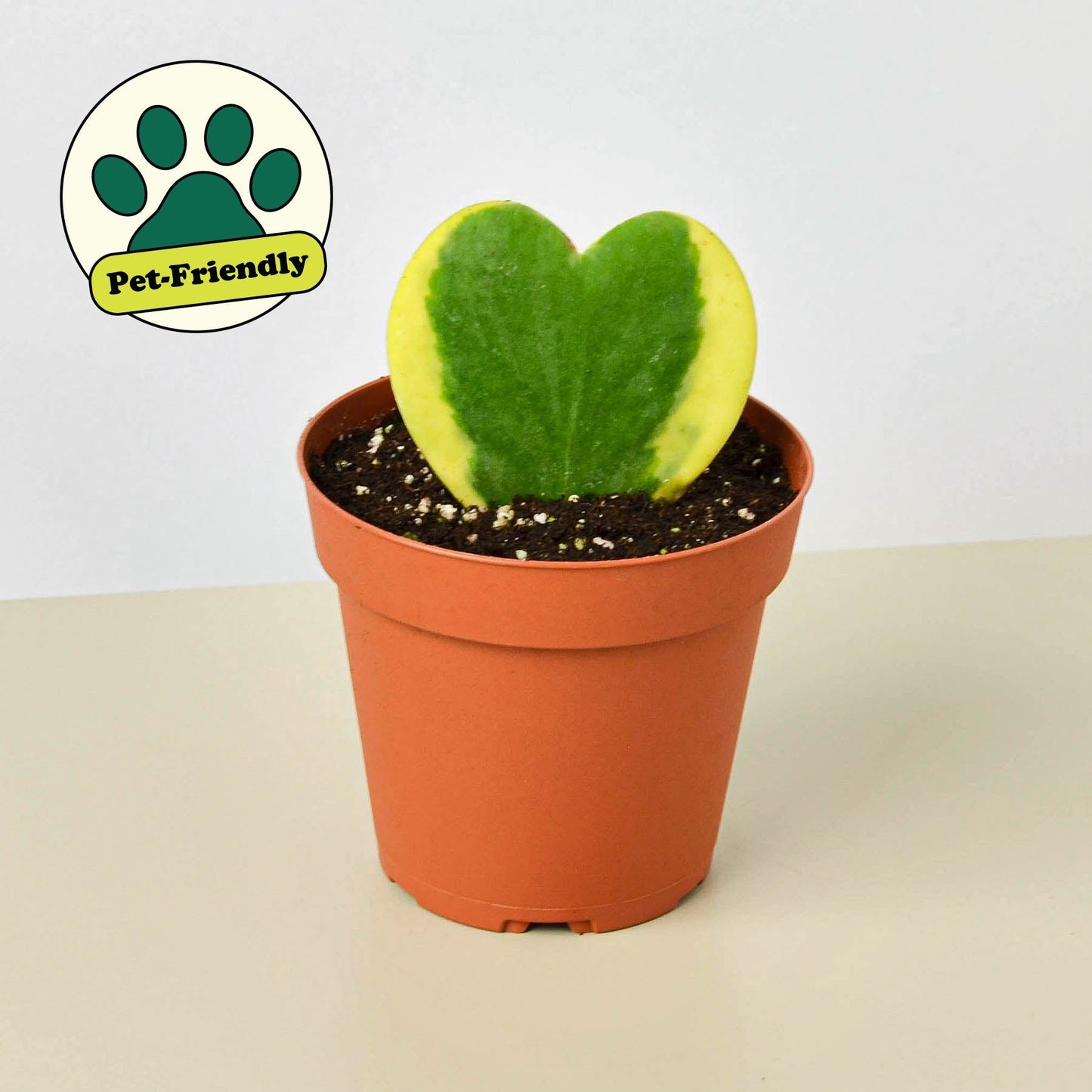 Hoya 'Sweetheart Variegated' Indoor Plant - Mental Houseplants™