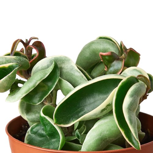 Hoya 'Variegated Rope Plant' Indoor Plant - Mental Houseplants™