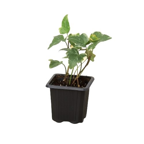 Ivy 'Glacier' Indoor Plant - Mental Houseplants™