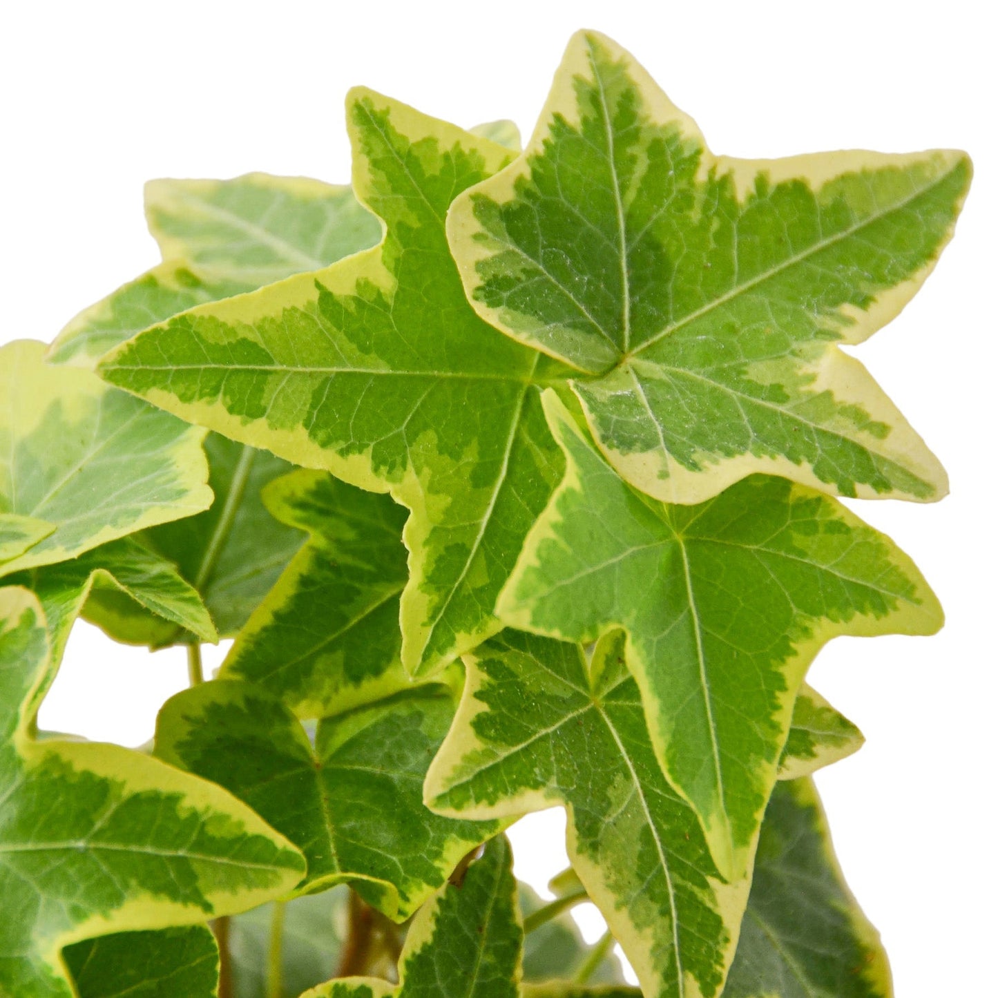 Ivy 'Gold Child' Indoor Plant - Mental Houseplants™
