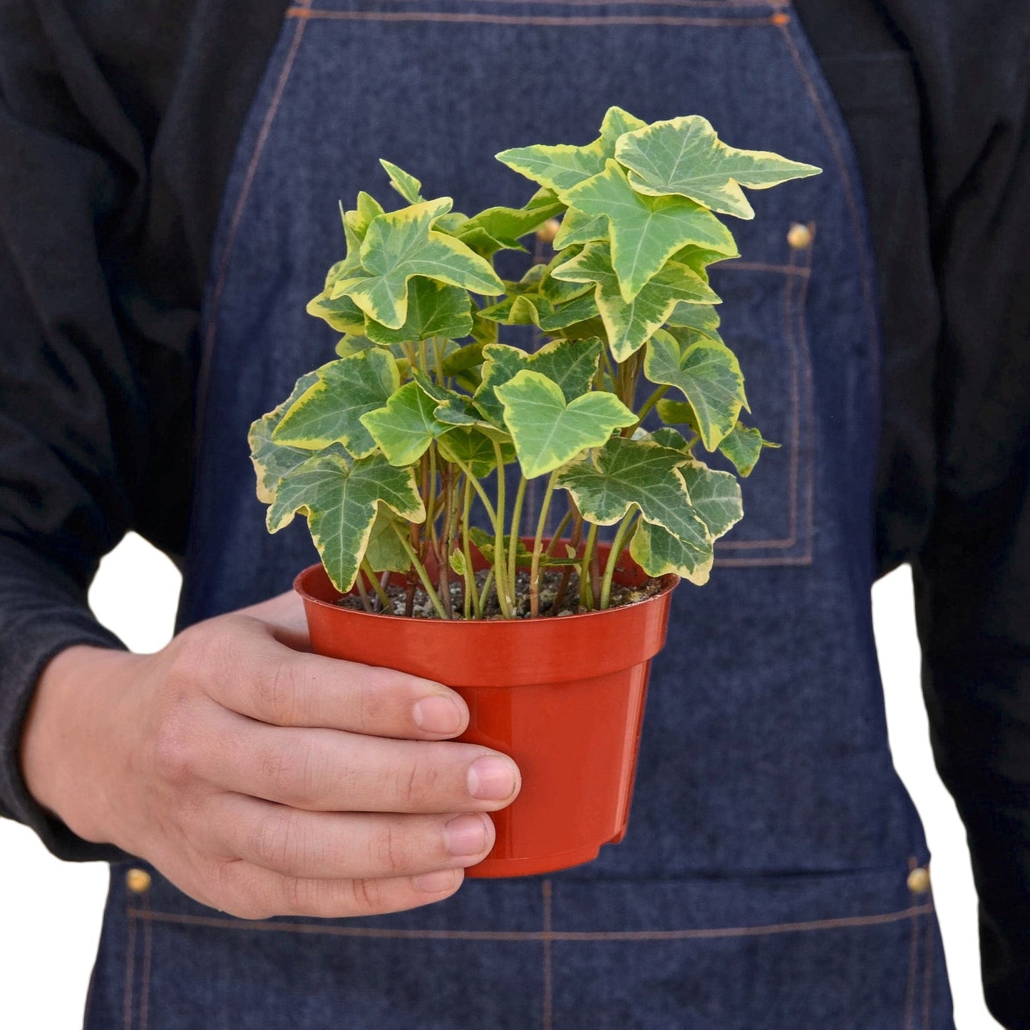 Ivy 'Gold Child' Indoor Plant - Mental Houseplants™