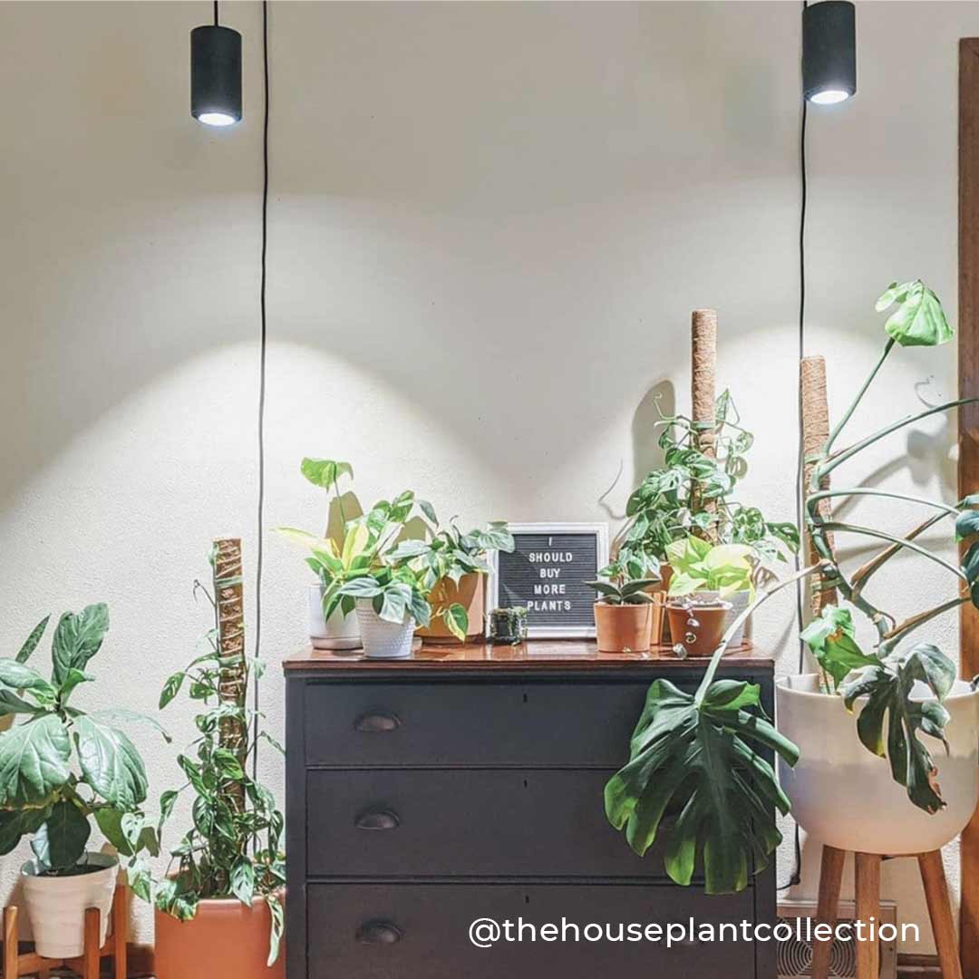 Large Aspect™ Grow Light Gift Set Indoor Plant - Mental Houseplants™