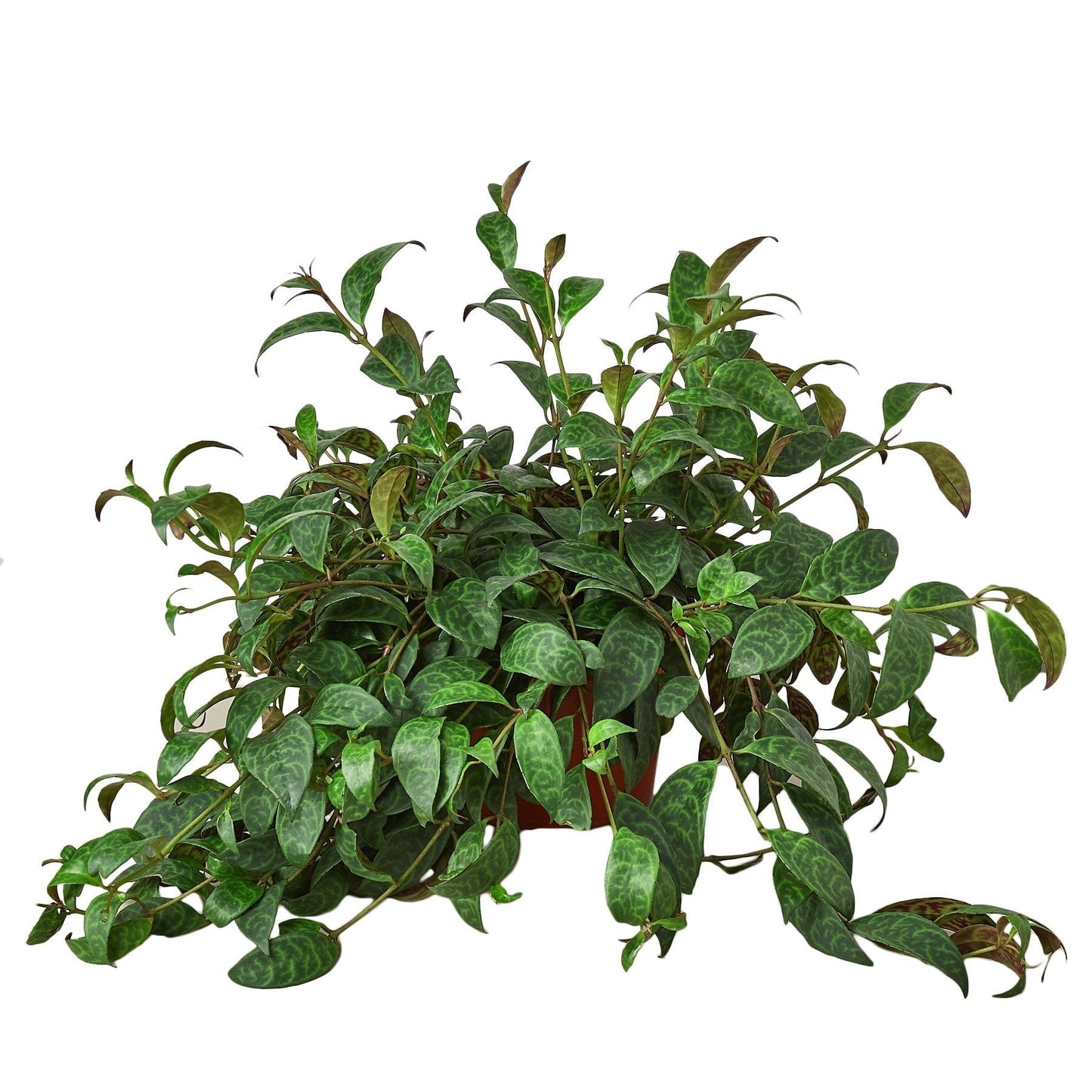 Lipstick Black Pagoda Indoor Plant - Mental Houseplants™