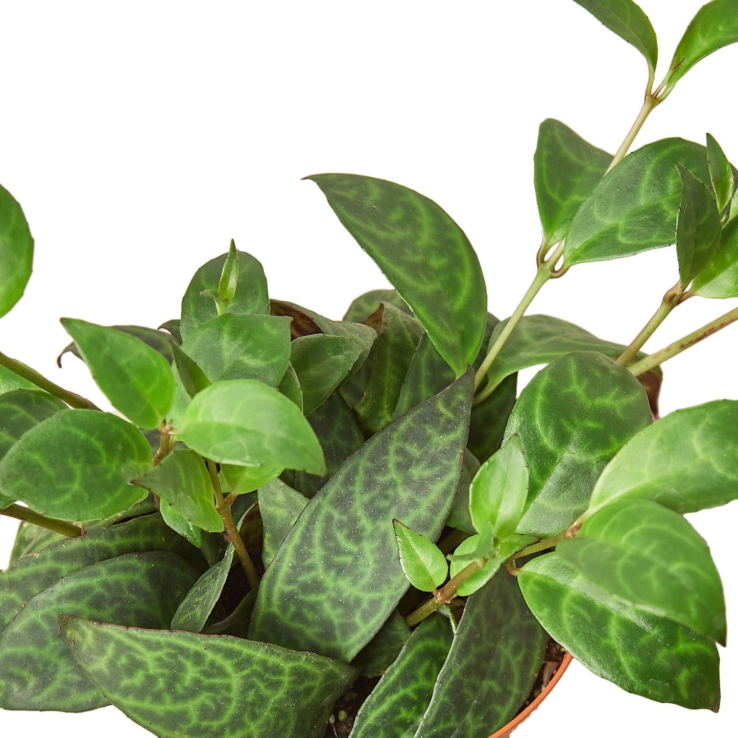 Lipstick Black Pagoda Indoor Plant - Mental Houseplants™