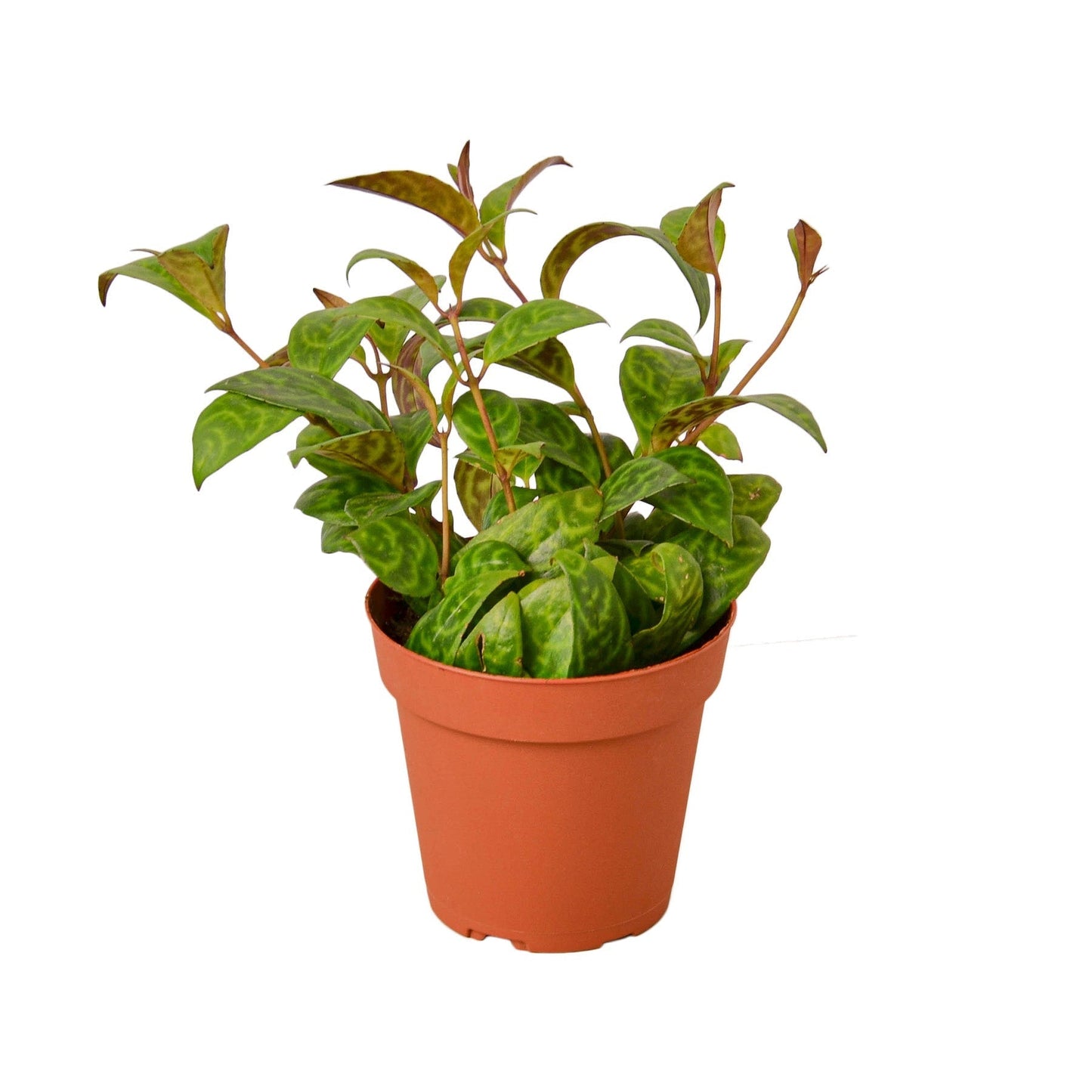 Lipstick Black Pagoda Indoor Plant - Mental Houseplants™