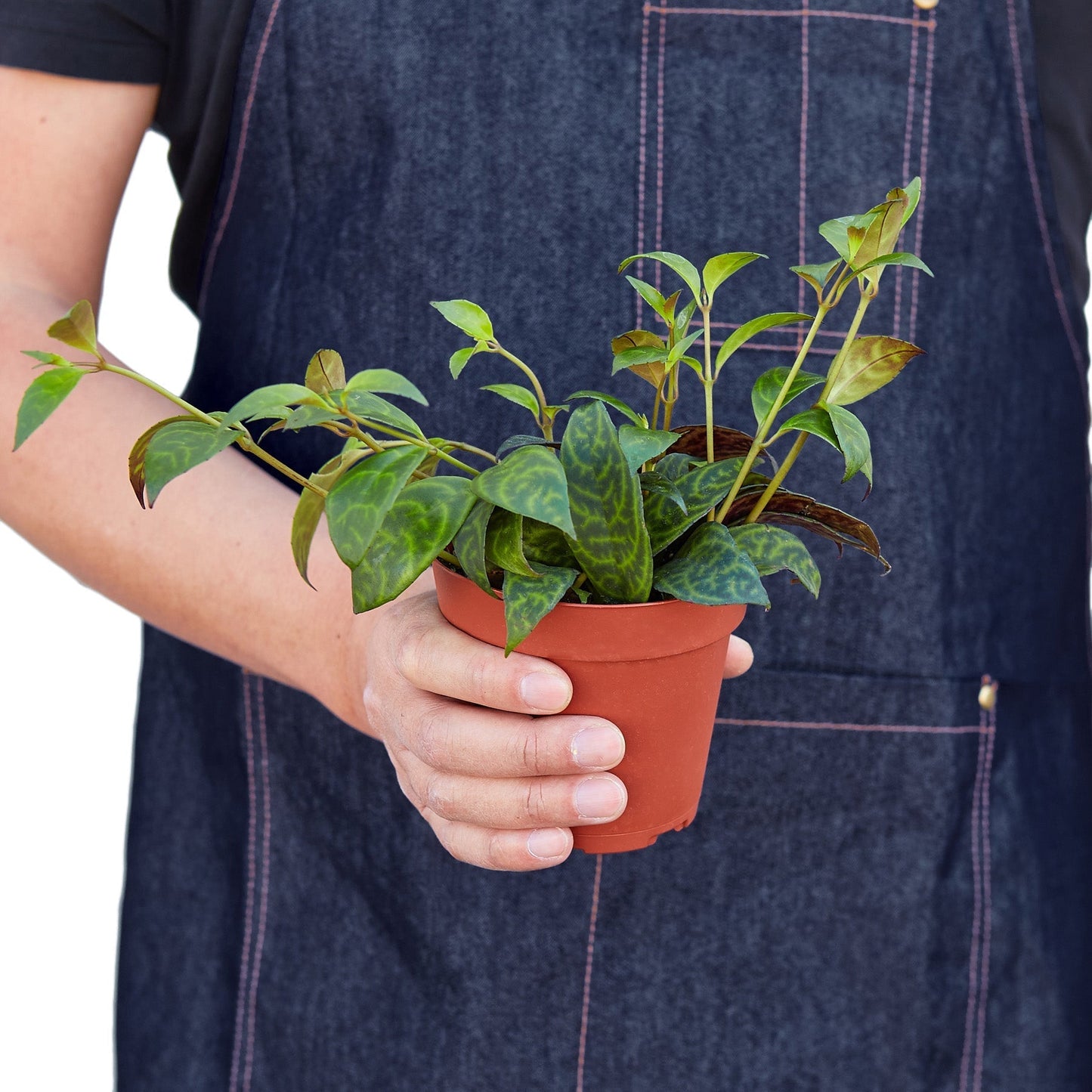 Lipstick Black Pagoda Indoor Plant - Mental Houseplants™
