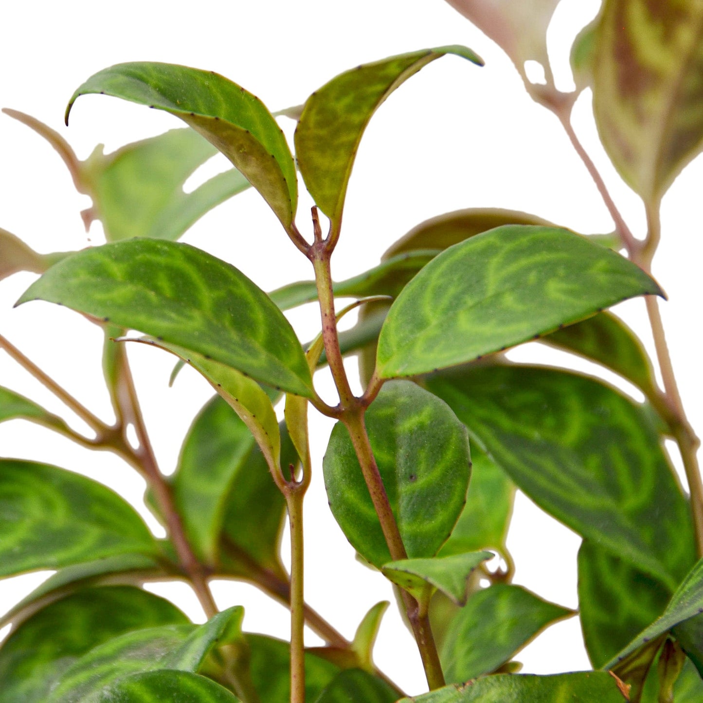 Lipstick Black Pagoda Indoor Plant - Mental Houseplants™