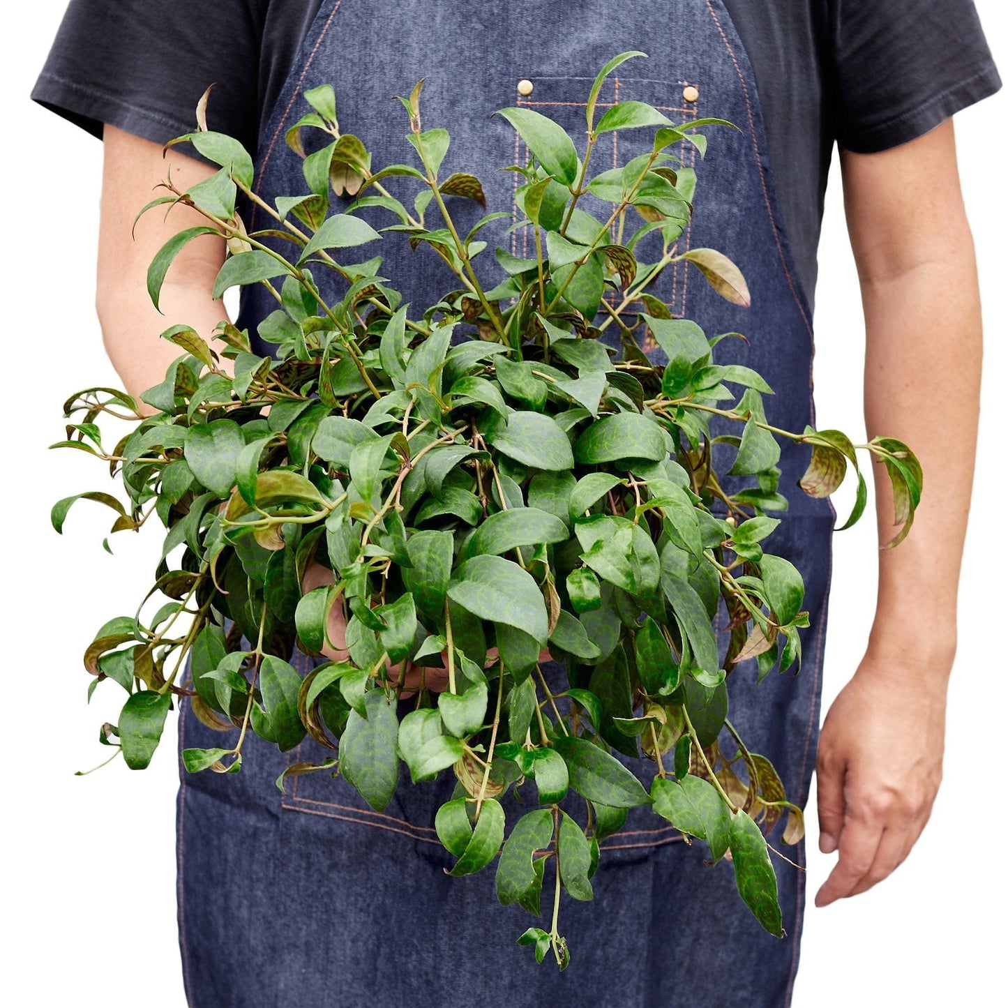 Lipstick Black Pagoda Indoor Plant - Mental Houseplants™