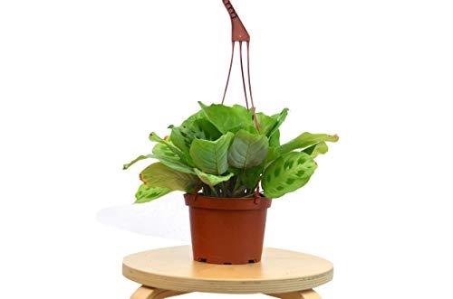 Maranta 'Kerchoveana' Indoor Plant - Mental Houseplants™