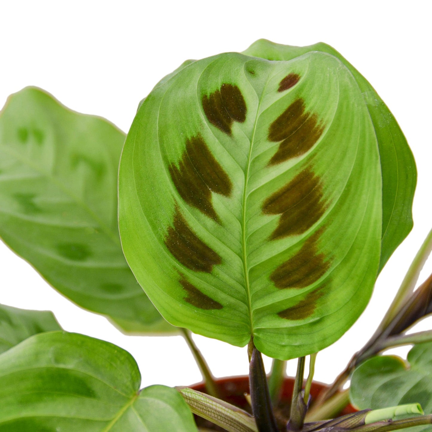Maranta 'Kerchoveana' Indoor Plant - Mental Houseplants™