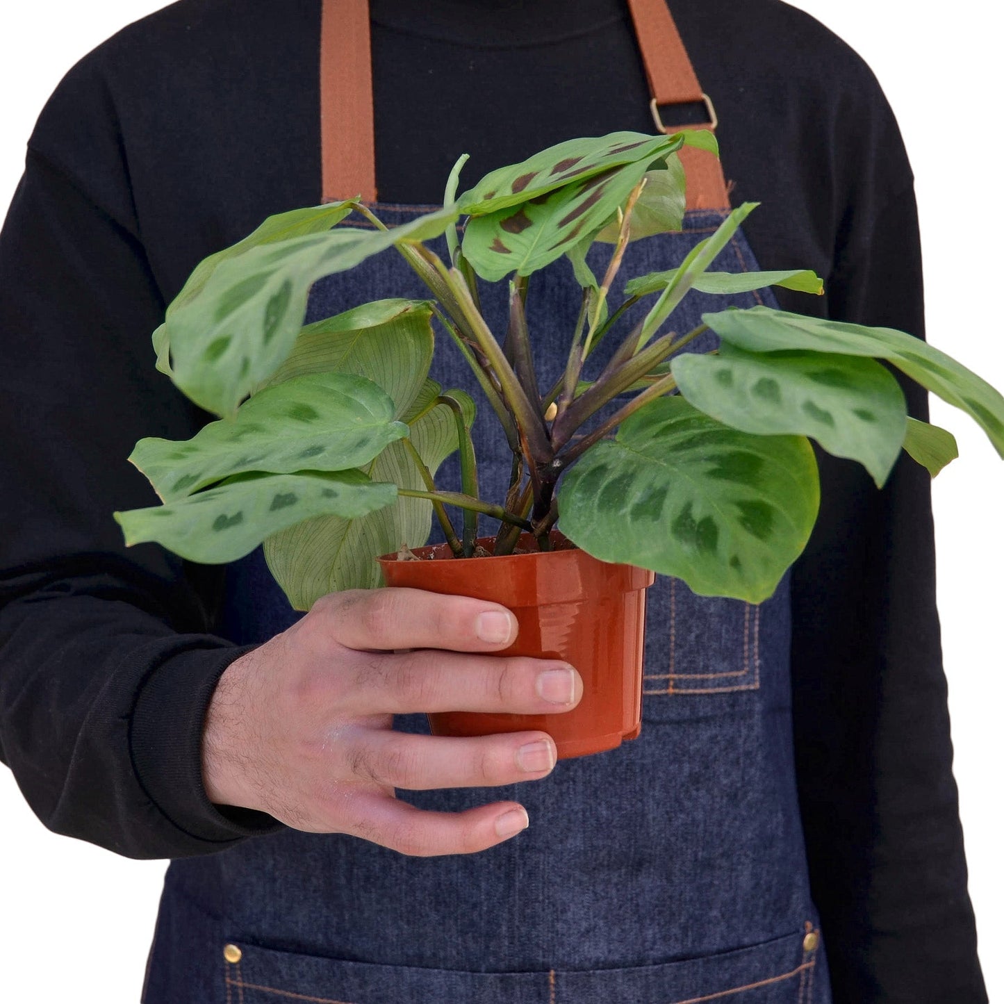 Maranta 'Kerchoveana' Indoor Plant - Mental Houseplants™