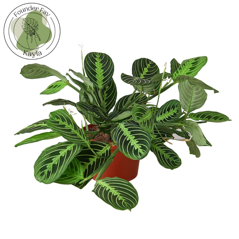 Maranta 'Lemon Lime' Indoor Plant - Mental Houseplants™
