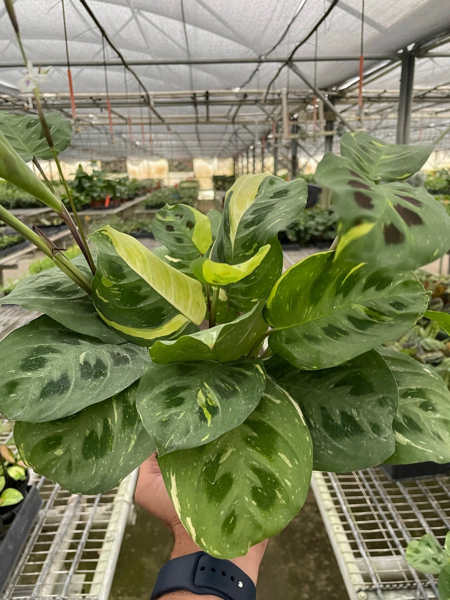 Maranta Variegated 'Beauty Kim' Indoor Plant - Mental Houseplants™