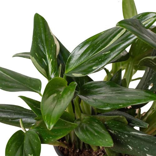 Monstera 'Aurea Variegata' Indoor Plant - Mental Houseplants™