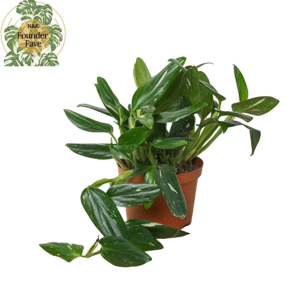 Monstera 'Aurea Variegata' Indoor Plant - Mental Houseplants™