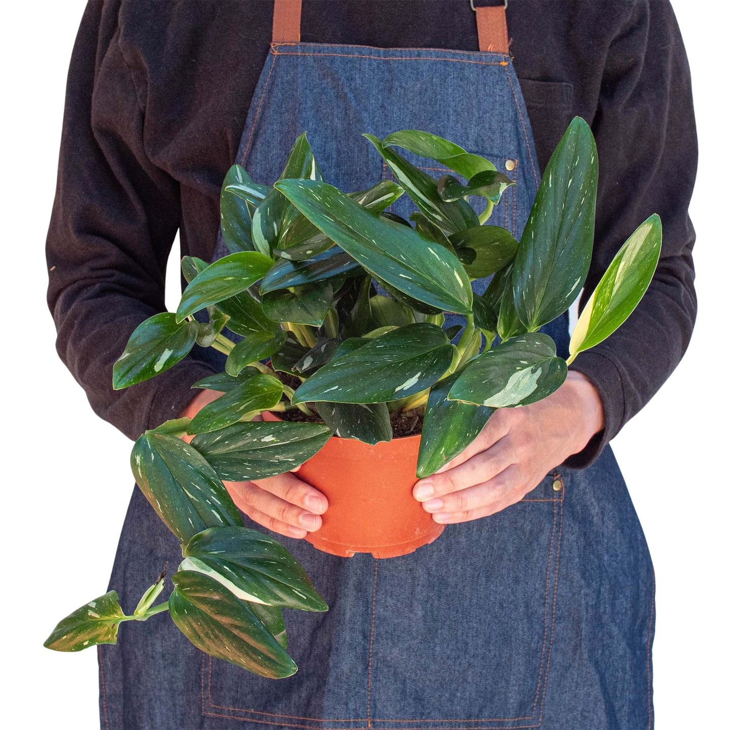 Monstera 'Aurea Variegata' Indoor Plant - Mental Houseplants™