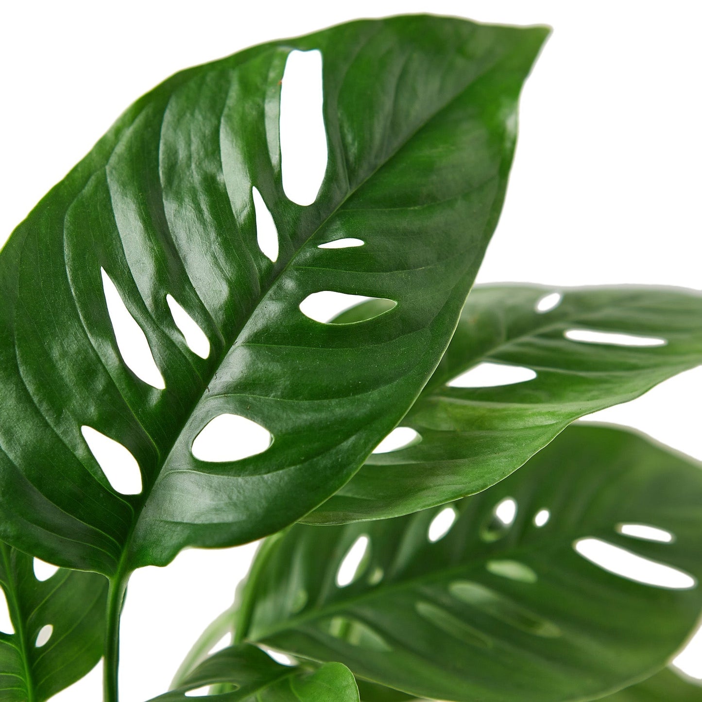 Monstera 'Mini Swiss Cheese' Indoor Plant - Mental Houseplants™