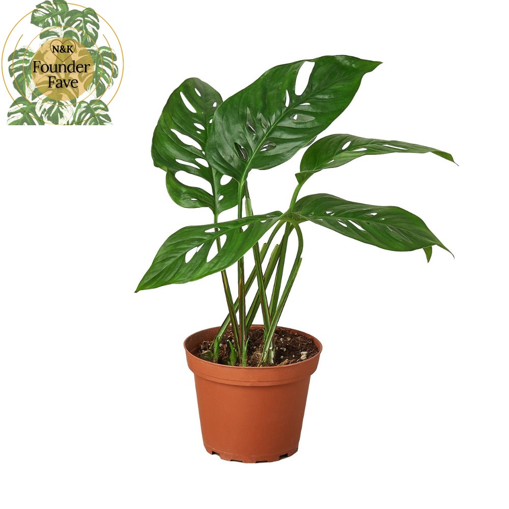 Monstera 'Mini Swiss Cheese' Indoor Plant - Mental Houseplants™