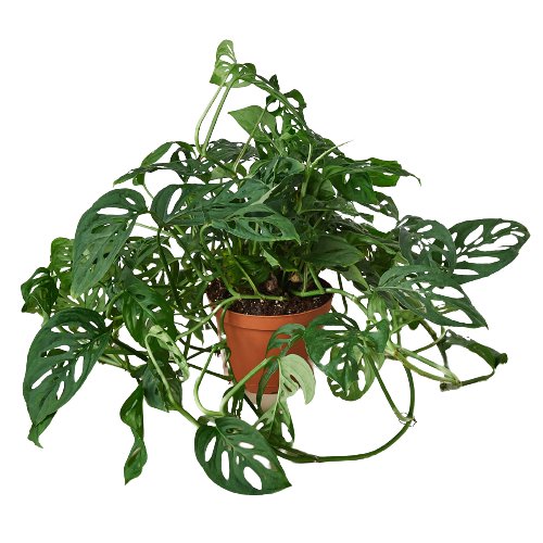 Monstera 'Mini Swiss Cheese' Indoor Plant - Mental Houseplants™