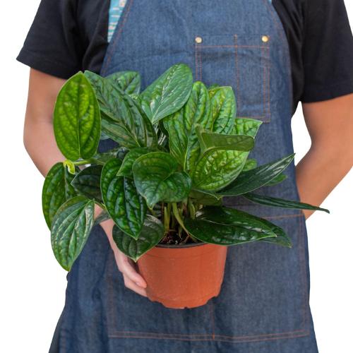Monstera 'Peru' Indoor Plant - Mental Houseplants™