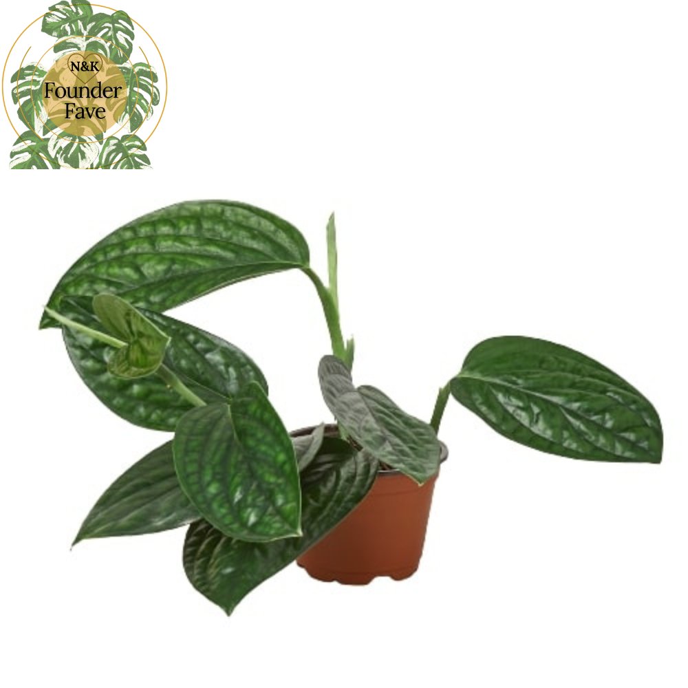Monstera 'Peru' Indoor Plant - Mental Houseplants™