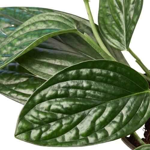 Monstera 'Peru' Indoor Plant - Mental Houseplants™