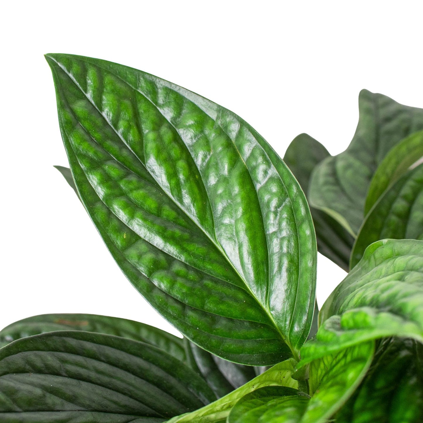 Monstera 'Peru' Indoor Plant - Mental Houseplants™