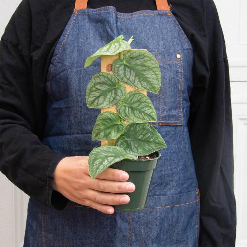 Monstera 'Shingle Plant' Indoor Plant - Mental Houseplants™