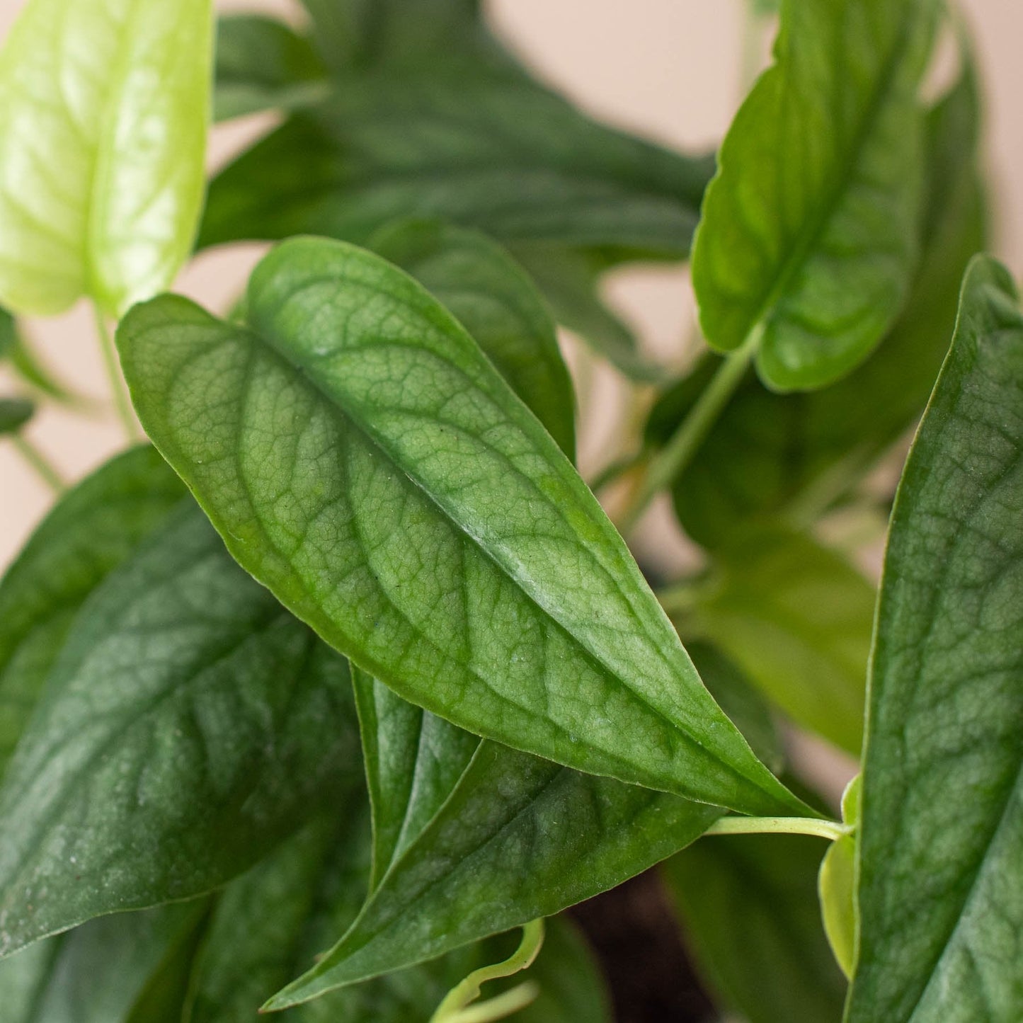 Monstera 'Silver' Indoor Plant - Mental Houseplants™