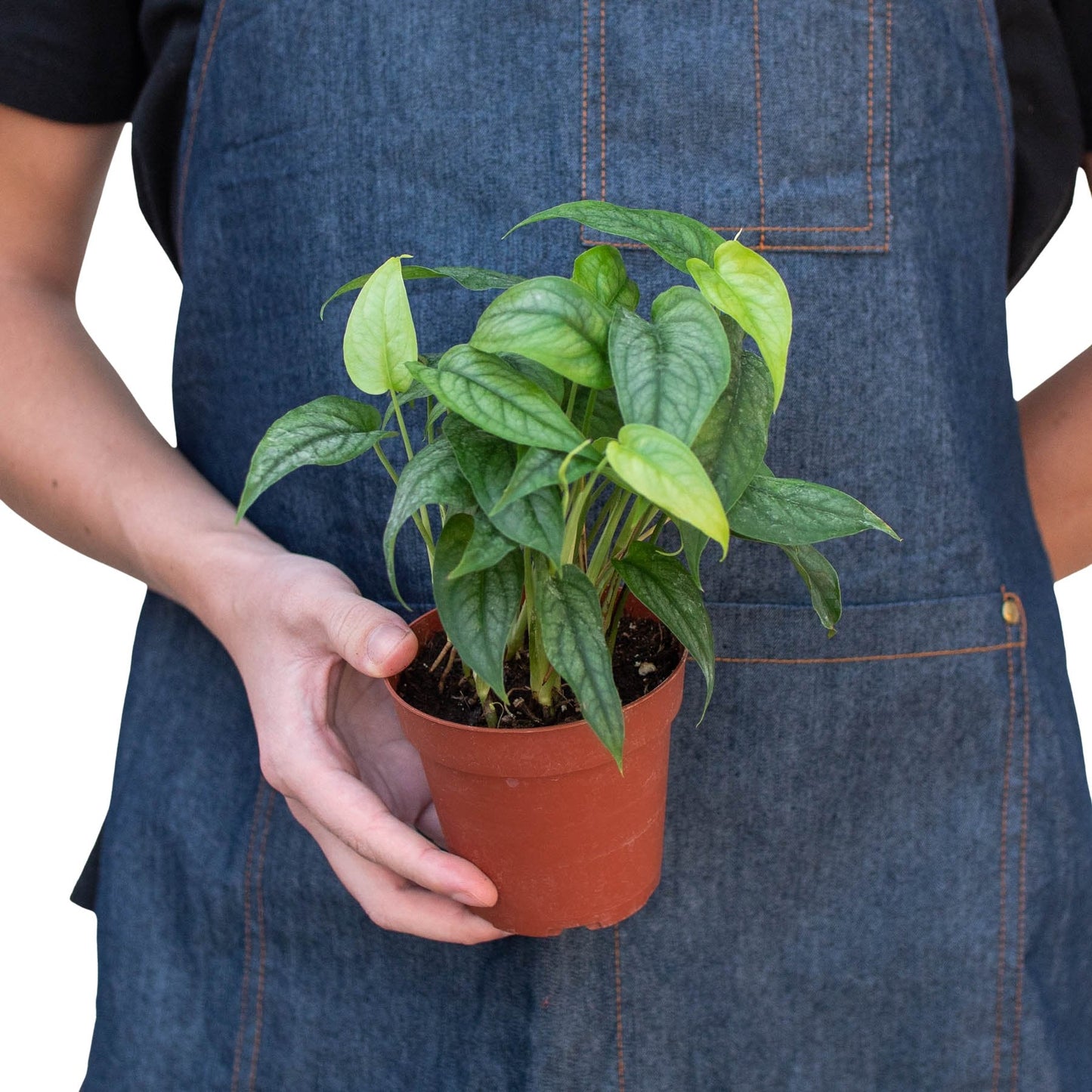 Monstera 'Silver' Indoor Plant - Mental Houseplants™