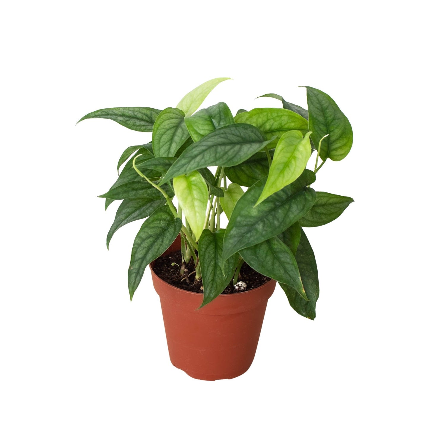 Monstera 'Silver' Indoor Plant - Mental Houseplants™